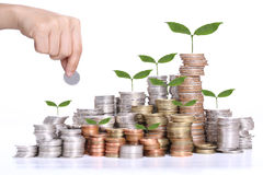 money-saving-concept-coin-stack-tree-growing-concept-white-background-39059630